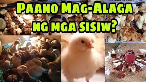 KAYLAN DAPAT PINUPURGA ANG SISIW ANONG .